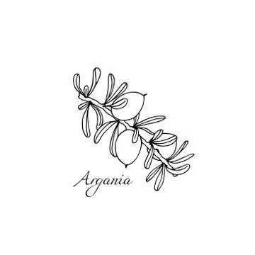 Hand drawn argan tree branch Stock Illustration