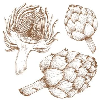 Hand drawn arichoke Stock Illustration