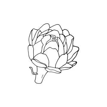 Hand drawn artichoke Stock Illustration