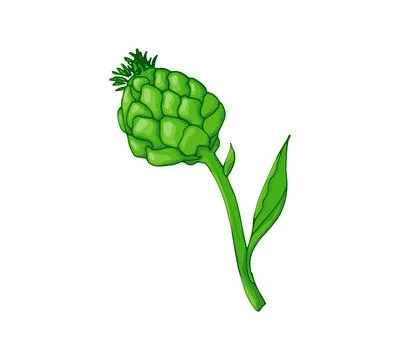 Hand drawn artichoke Stock Illustration