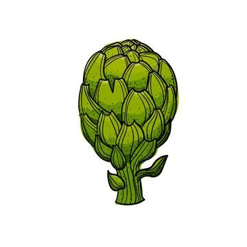 Hand drawn artichoke on a white background with an outline. Stock Illustration