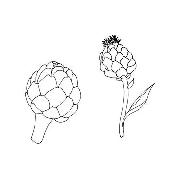 Hand drawn artichokes Stock Illustration