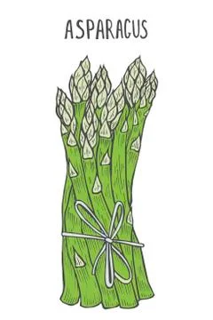Hand drawn asparagus. イラスト素材