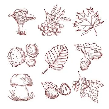 Hand Drawn Autumn Set Stock Illustration