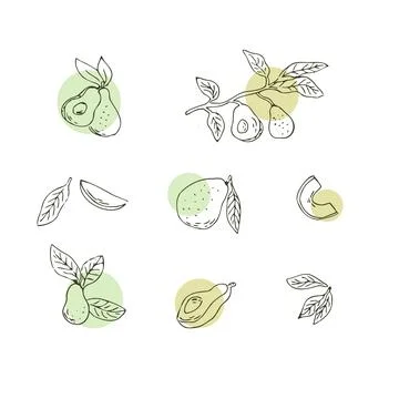 Hand drawn Avocado set outline with simple shapes Stock Illustration