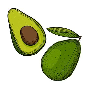 Hand drawn avocado on a white background. Stock Illustration