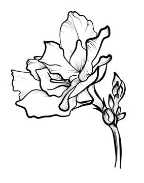 Hand-drawn azalea flower vector illustration Stock Illustration