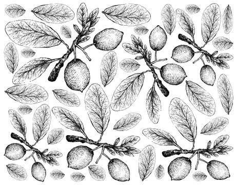 Hand Drawn Background of Imbe or Garcinia Livingstonei Fruits Stock Illustration
