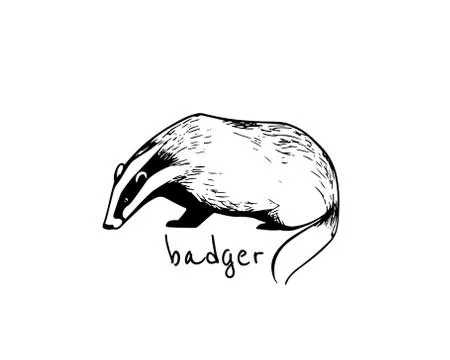 Hand drawn badger Stock Illustration