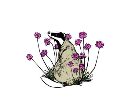 Hand drawn badger Stock Illustration