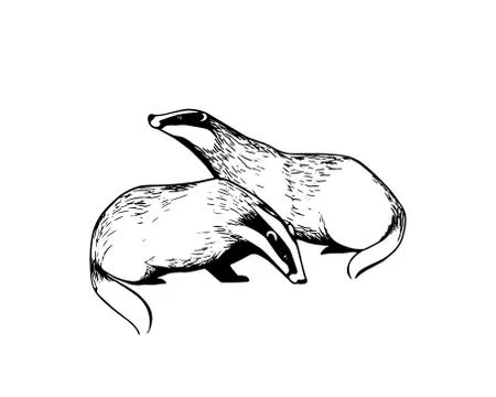 Hand drawn badgers Stock Illustration