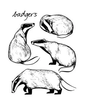 Hand drawn badgers Stock Illustration
