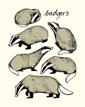 Hand drawn badgers Stock Illustration