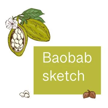 Hand drawn baobab background for label, banner Stock Illustration