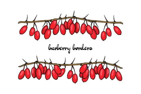 Hand drawn barberry borders Stock Illustration