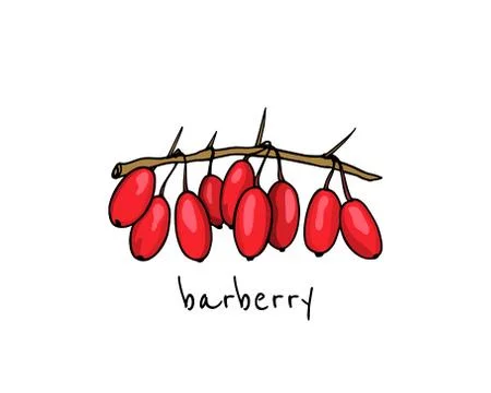 Hand drawn barberry Stock Illustration