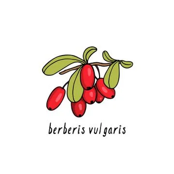 Hand drawn barberry Stock Illustration