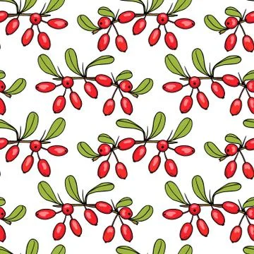 Hand drawn barberry pattern Illustrazione stock