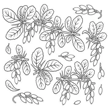 Hand drawn barberry. Set of objects. イラスト素材