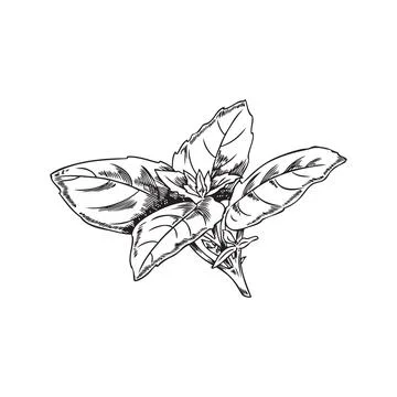 Hand drawn basil leaves bunch, sketch vector illustration isolated on white Stock Illustration