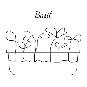 Hand drawn basil micro greens. Vector illustration in sketch style isolated o Stock Illustration