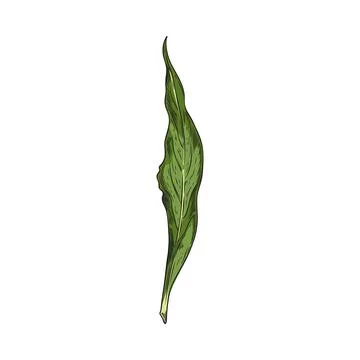Hand drawn bay leaf, full color vector realistic sketch illustration of bay Stock Illustration