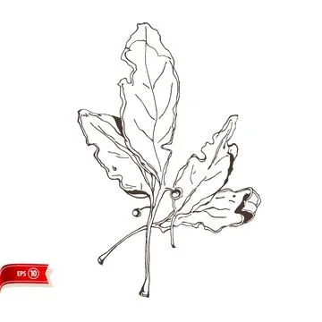 Hand drawn bay leaf isolated on white background. Vector sketch for poster, web Stock Illustration