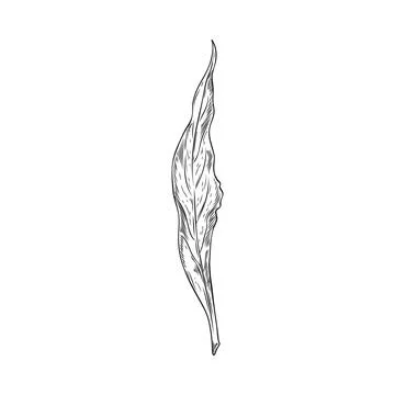 Hand drawn bay leaf, spice, vector engraved realistic sketch illustration of bay Stock Illustration