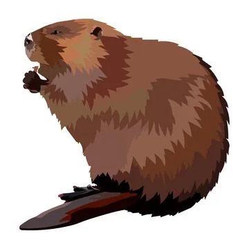 Hand drawn beaver realistic icon vector illustration. Stock Illustration