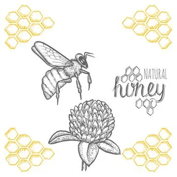 Hand drawn bee and clover over white background Stock Illustration