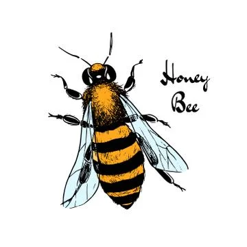 Hand drawn bee Stock Illustration