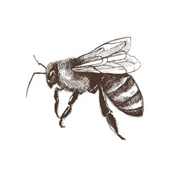 Hand Drawn Bee Stock Illustration