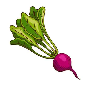 Hand drawn beet, beetroot color vector illustration Stock Illustration