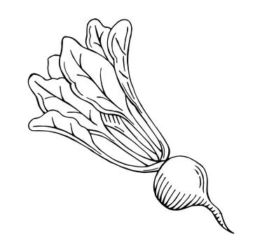 Hand drawn beet, beetroot vector illustration Stock Illustration