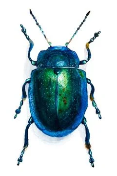 Hand drawn beetle isolated on white Stock Illustration