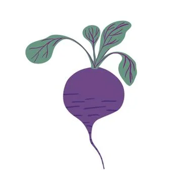 Hand drawn beetroot isolated on white background. Doodle beet vegetable. Stock Illustration