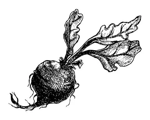 Hand drawn beetroot with leafs. Sketch vintage vector illustration isolated o Stock Illustration