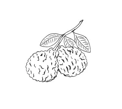 Hand-drawn bergamot branch scetch. Bergamot fruits with leaves. Isolated ve.. Stock Illustration