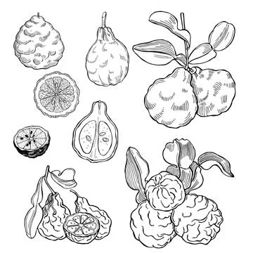 Hand drawn bergamot fruit. Stock Illustration