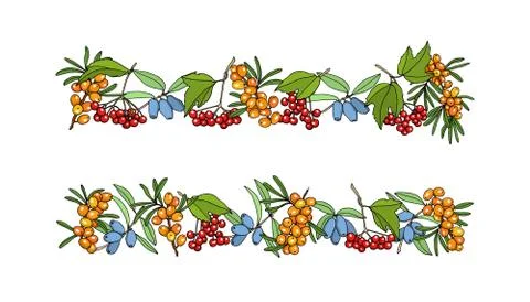 Hand drawn berries borders Stock Illustration