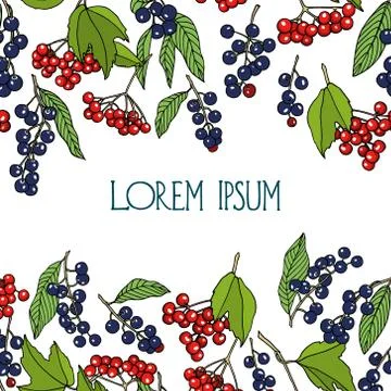 Hand drawn berries card Stock Illustration