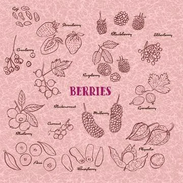 Hand drawn berries icon set illustration collection. Vector isolated line art Stock Illustration