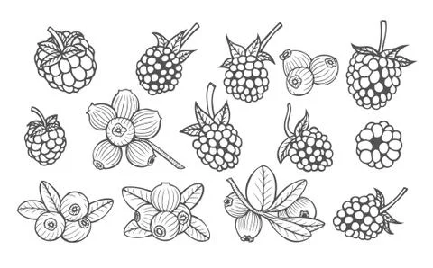 Hand drawn berries Illustrazione stock