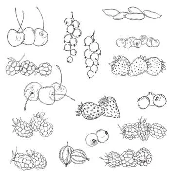 Hand drawn berries set.  Stock Illustration