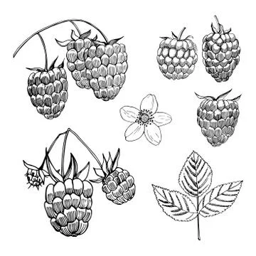 Hand drawn  berry. Raspberry.  Vector sketch illustration Stock Illustration