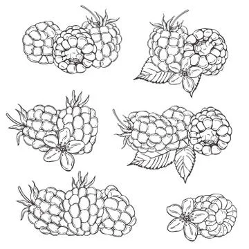 Hand drawn  berry. Raspberry.  Vector sketch illustration Illustrazione stock