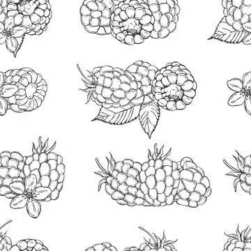 Hand drawn berry. Raspberry.   Vector  seamless pattern Illustrazione stock