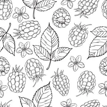 Hand drawn berry. Raspberry.   Vector  seamless pattern. Stock Illustration