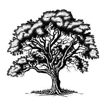 Hand drawn big tree illustration. Stock Illustration