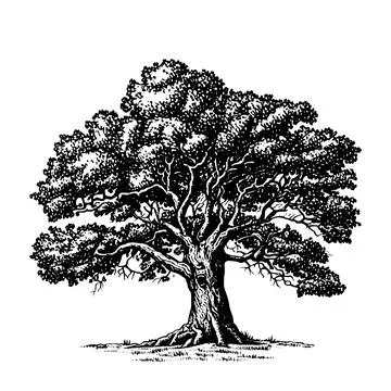 Hand drawn big tree illustration Stock Illustration